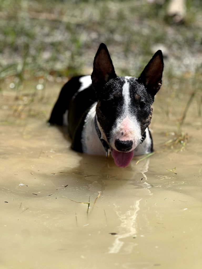 Sand Down The Area - Chiots disponibles - Bull Terrier Miniature