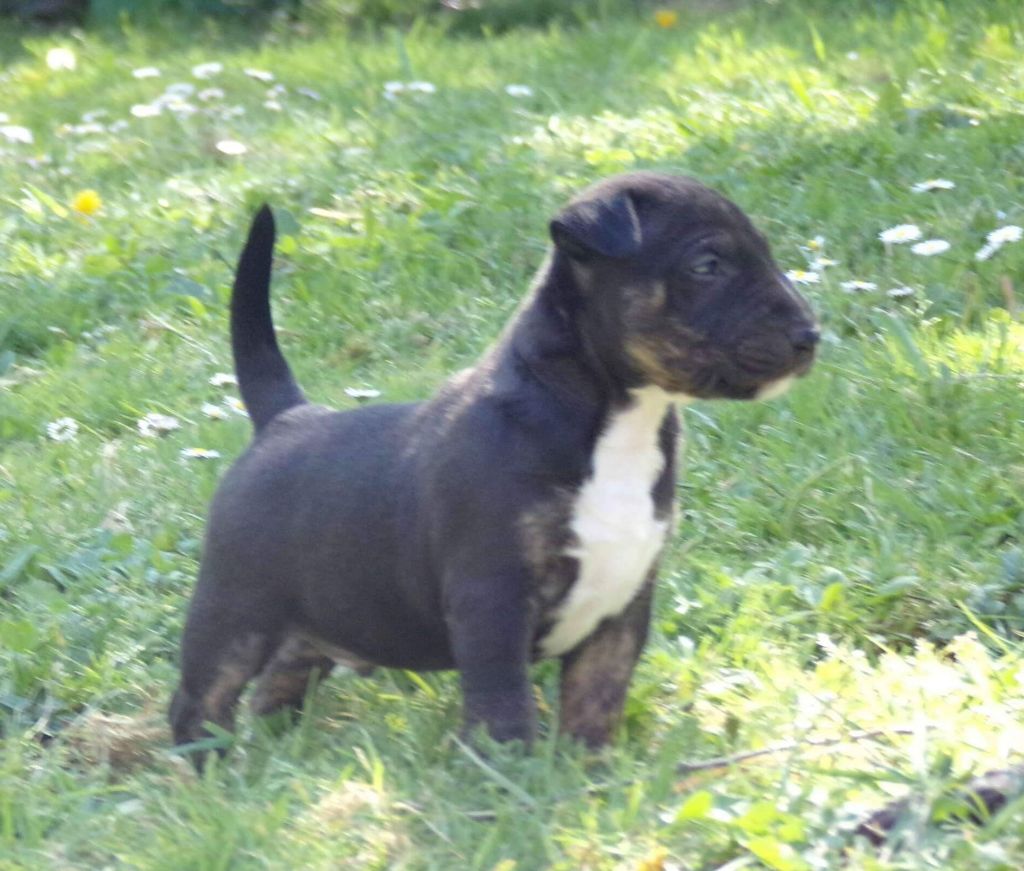 Sand Down The Area - Bull Terrier Miniature - Portée née le 06/03/2020