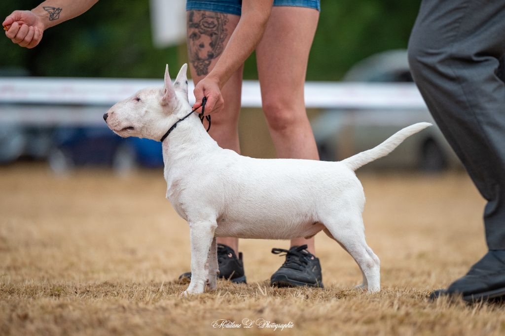 Sand Down The Area - Chiots disponibles - Bull Terrier Miniature